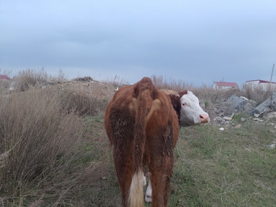 Симментал первотелка с теленком