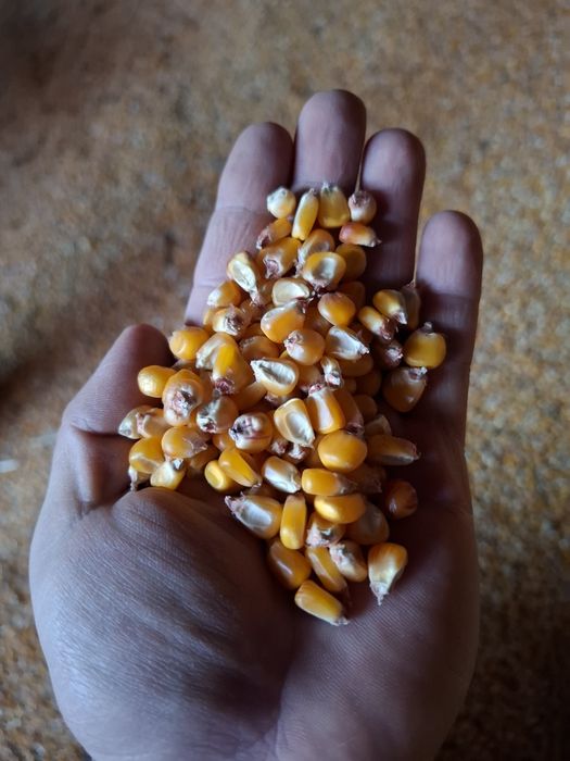 Vand porumb ,triticale si floarea soarelui