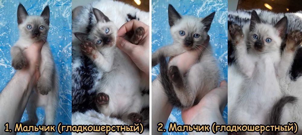 Тайские (сиамские) котята. 2 месяца. Гипоаллергенные