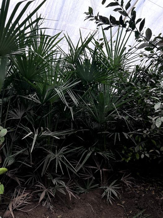 Qishki palma gullari