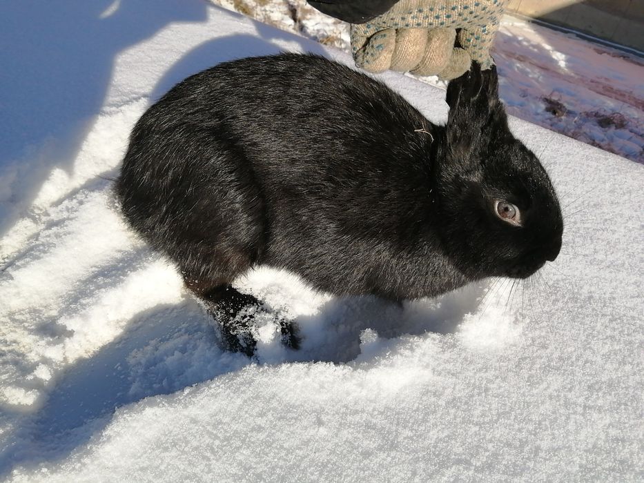 Продам домашних кроликов