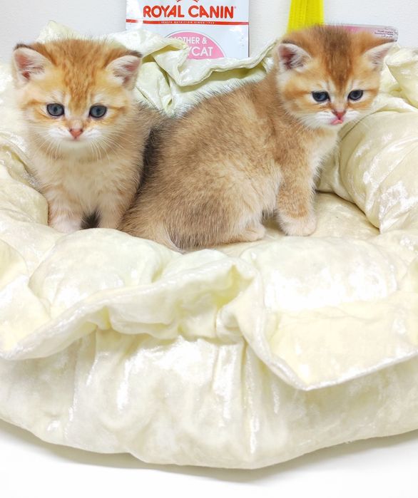 Кошечки и коТики БриТансКие/