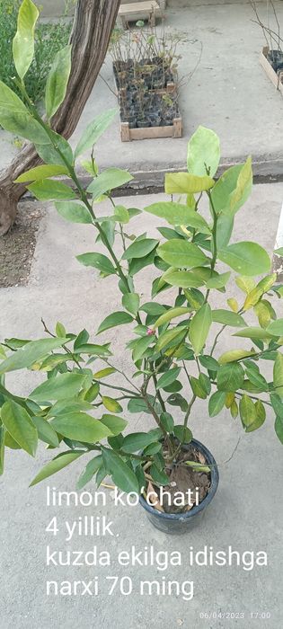 Gullagan limon koʻchatlari