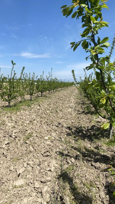 Продава се Земеделски имот в с. Крислово, Област Пловдив -  кв.м за 2267 €/дка - Снимка #17