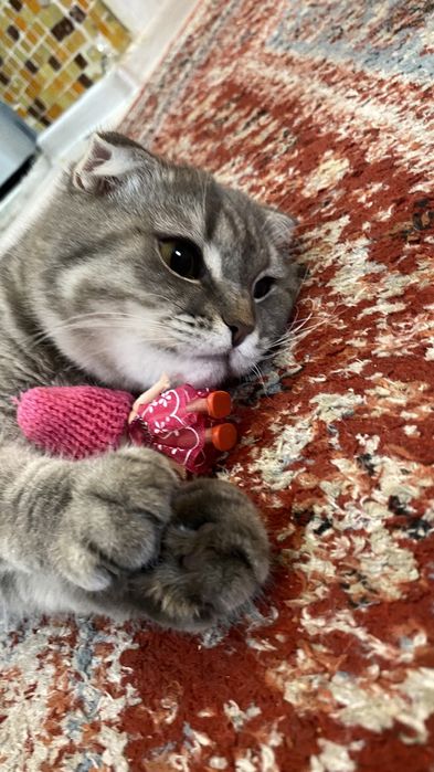 Шотландская вислоухая кошка