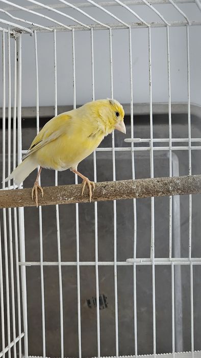 Продаётся самка канарейка