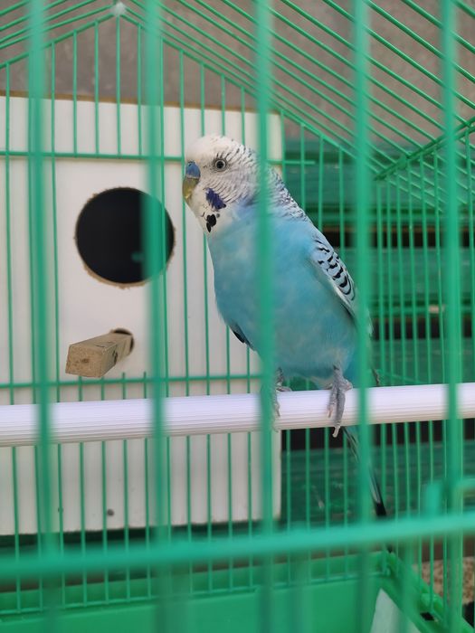 Valnisti papugay ini bilan