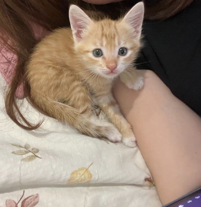 Котята    1,5 ай