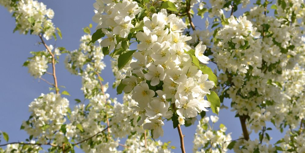 Nikon d3100 камера