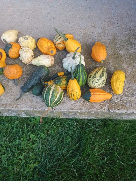 Dovlecei decorativi 6 buc