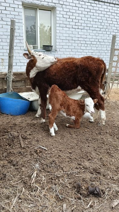 Бұзаулы сиыр сатылады.