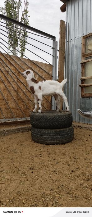 Еркек, ұрғашы лақтар сатылады