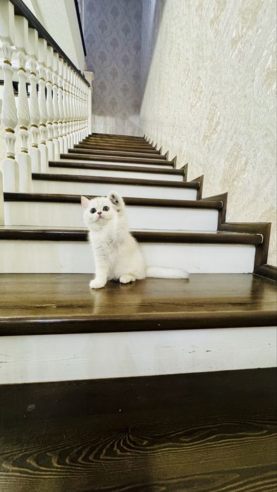 Продаётся чистокровный котята