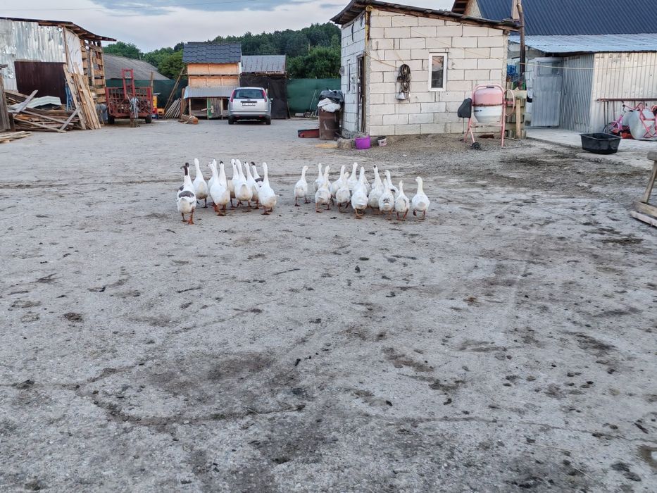 Gâște de vânzare