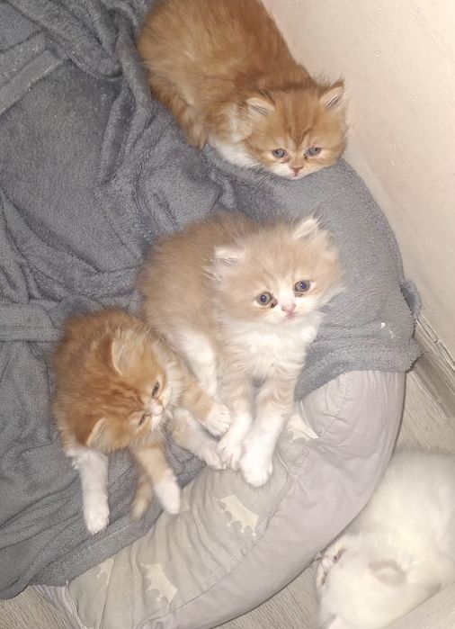 Персийска котета