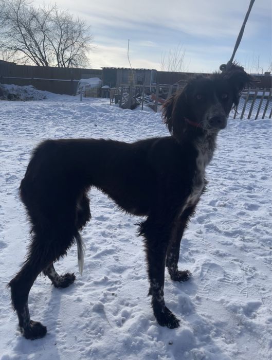 Продаеться тазы