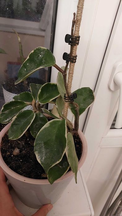 Опора для орхидей/растений