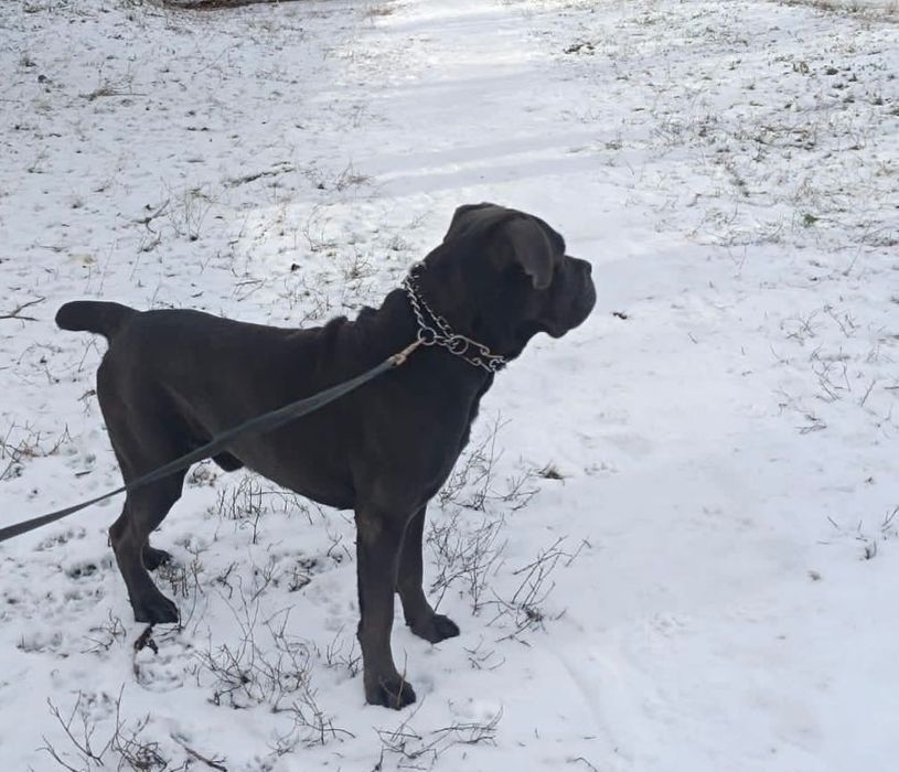 Кане корсо на вязку