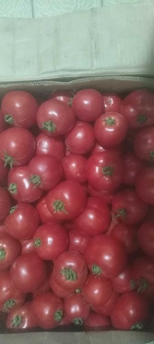 Yuqori sifatli dala pomidorlar katta miqdorda sotiladi