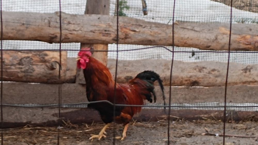 Продам молодых петухов