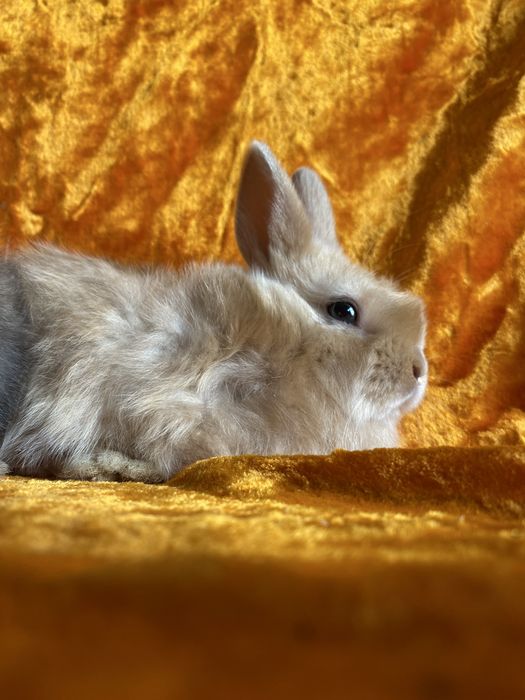 Karlik Dekarativniy quyon bollari