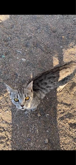 Нашли кошечку