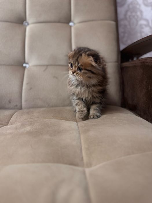 Срочно продается скоттиш фолд мальчик