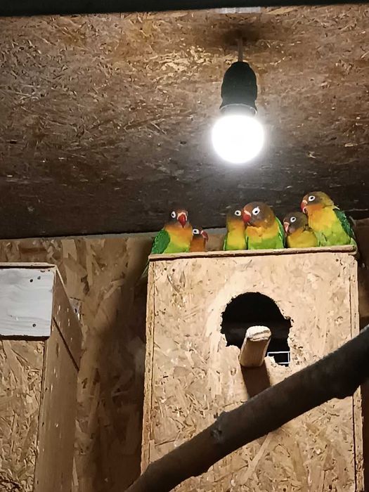 Продавам папагали