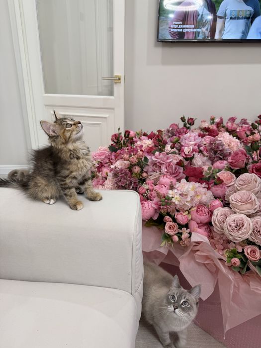 Котенок девочка ищет дом