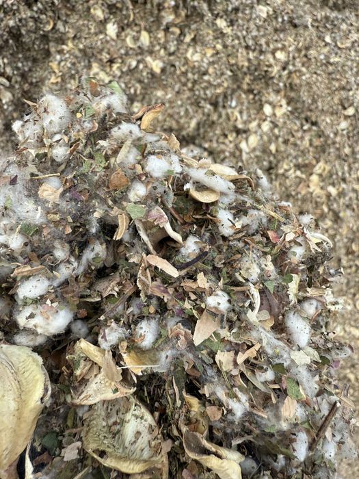 Мақта қауашағы сатылады, таза, құрғақ