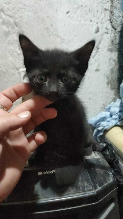 Очаровательные котята в добрые руки .