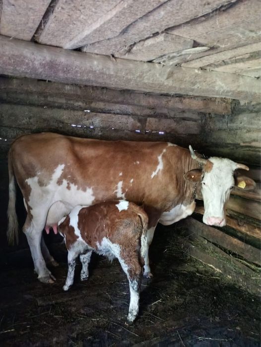 Vaca cu vitel de vanzare