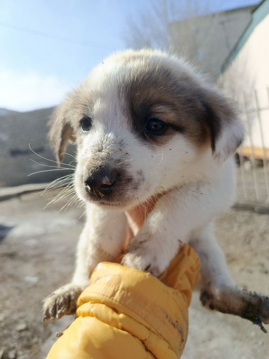 Щенок мальчик ищет дом