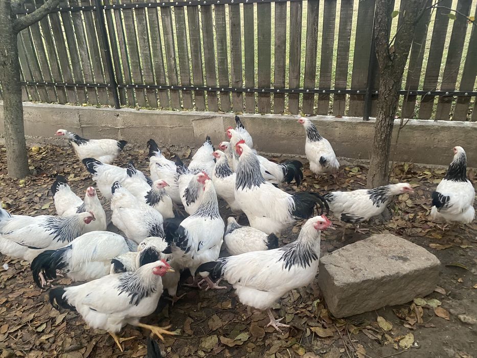 Vând ouă sussex pentru incubat