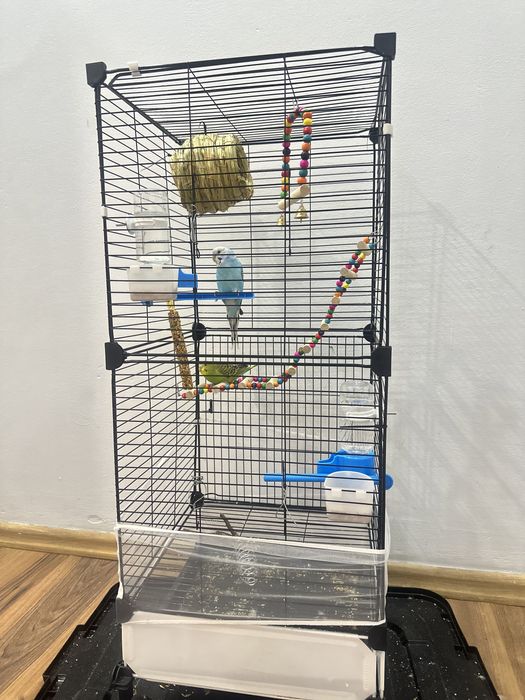 Папугай волнистый