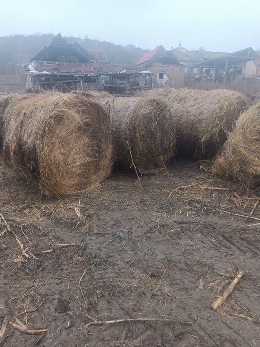 Baloți de vinzare 60 bucăți preț 200