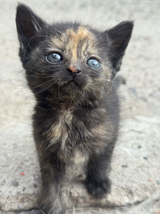 Котята , 2 девочки и мальчик
