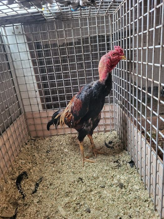 Сатамын кораз 50 000