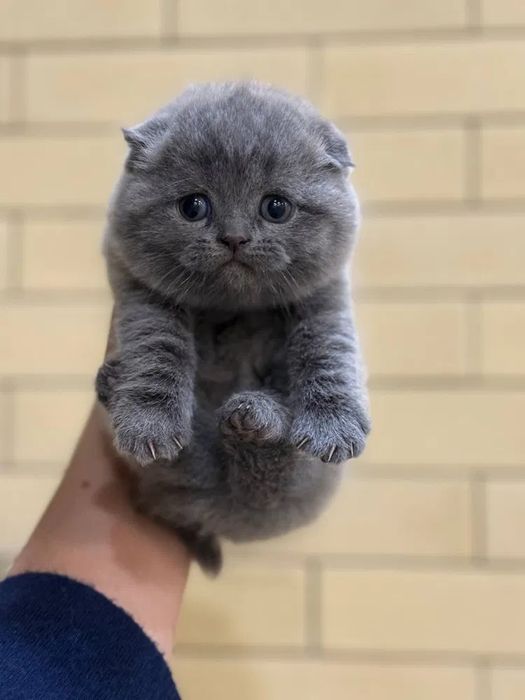 Продам котята и кошку