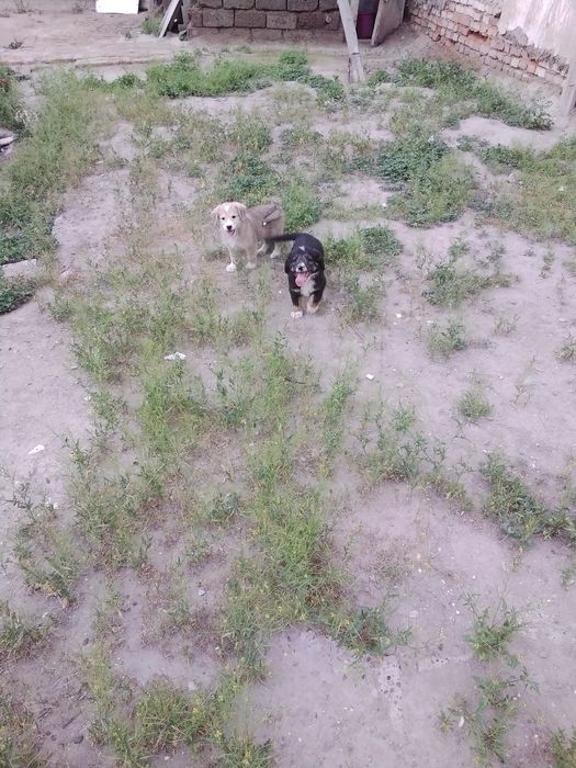 Щенки крупные здоровые