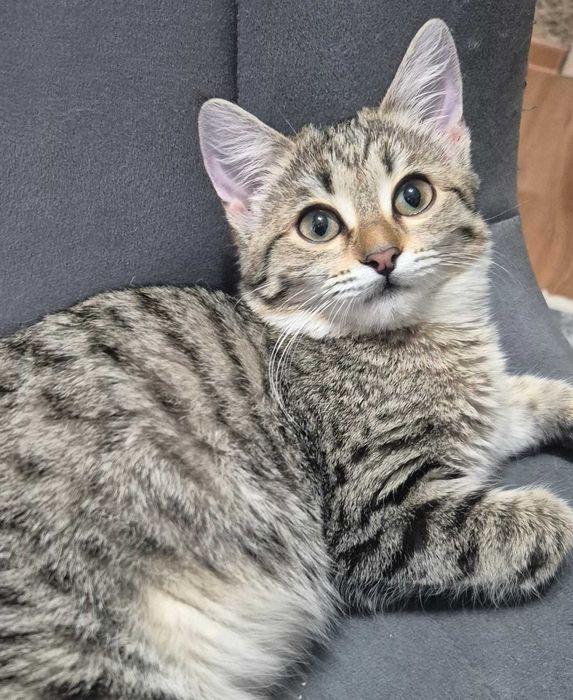 Маленькая умница в добрые руки