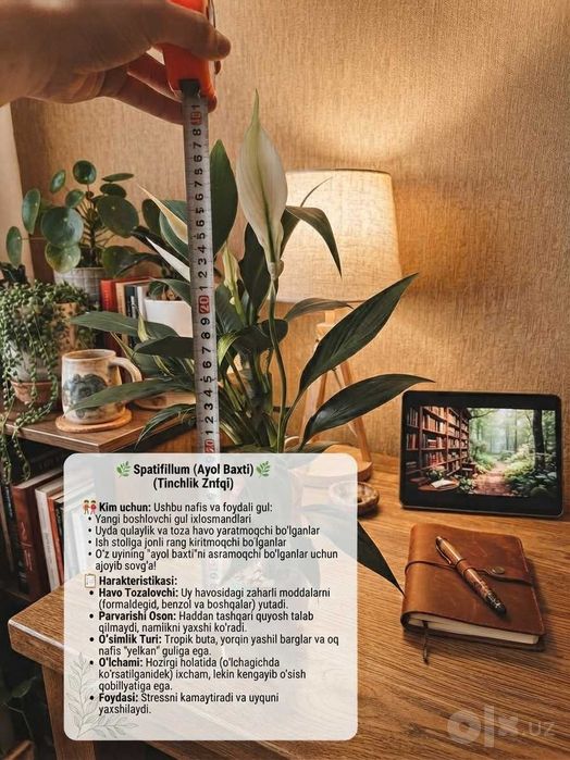gul sotiladi Spatifillum Peace Lily ayol baxti