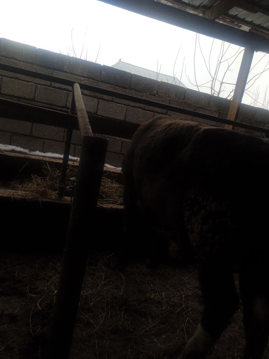 Бык бұқа семіз кемі бар залиний