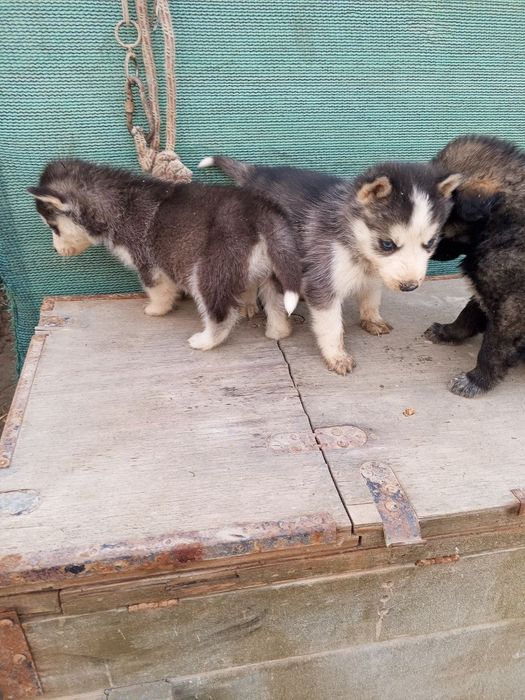 Xaski bolalari sotiladi.