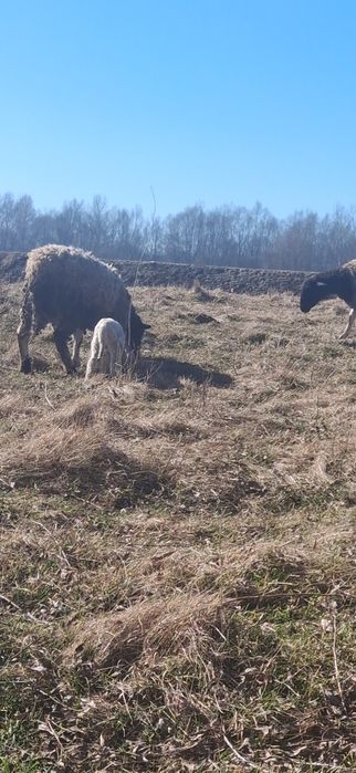 Oi metis țurcană cu droper