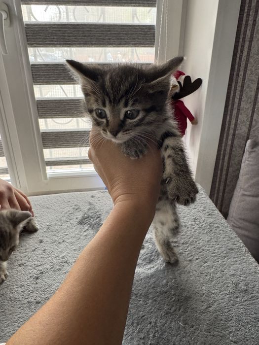 Отдам котят в добрые руки.