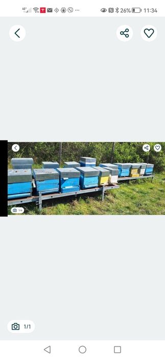 Продавам многоцветен пчелен прашец
