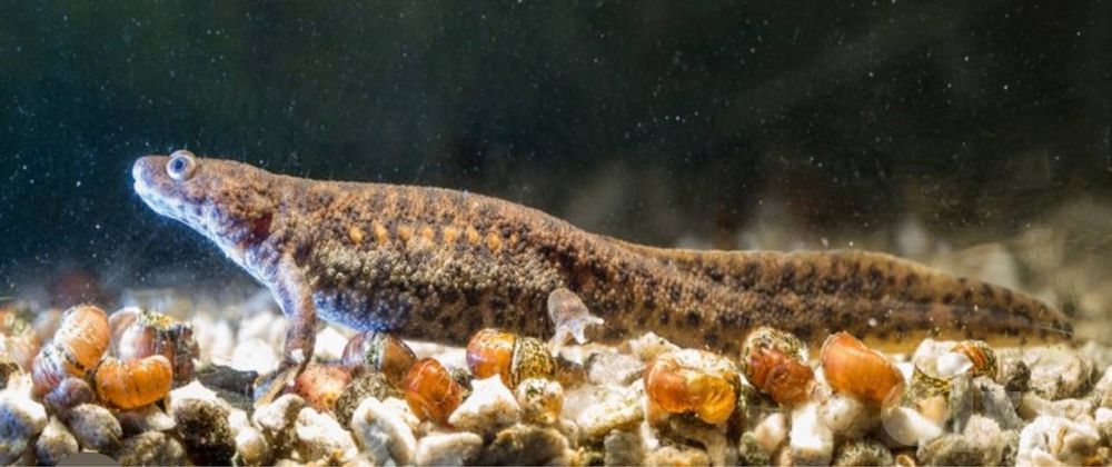 Akvaryum baliqlari triton