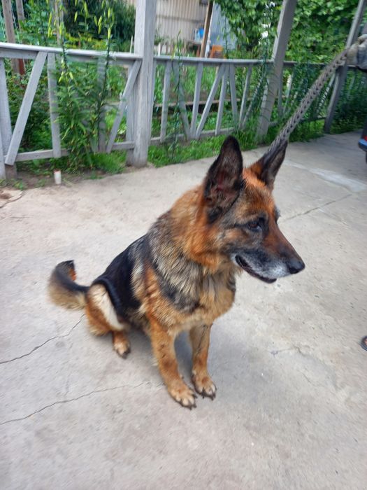 Продам немецкую овчарку сучка.
