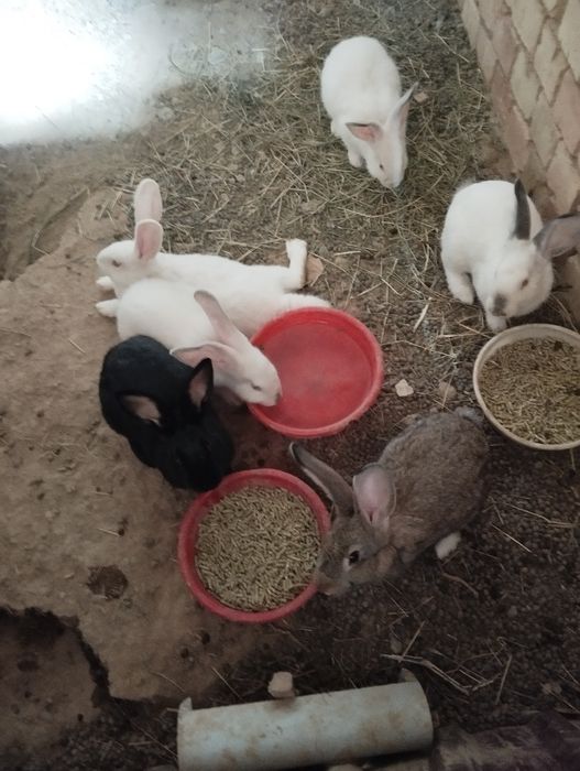 Куён сотилади срочн еб ичиши яхши пул зарулигидан